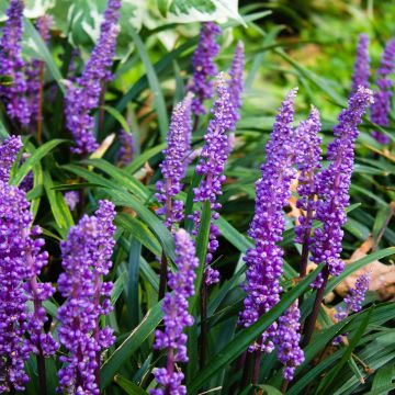 Liriope muscari - Leliegras
