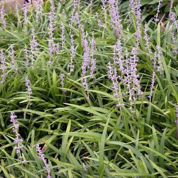 Liriope spicata - Leliegras