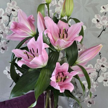 Lilium Bellamonte - Oriëntaalse lelie