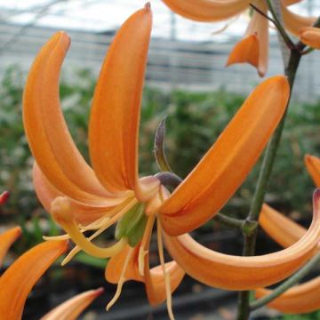 Lilium martagon Orange Marmalade - Turkse lelie