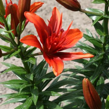 Lilium Red Twin - Aziatische lelie