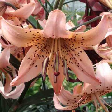 Lilium Salmon Tiger - Aziatische lelie