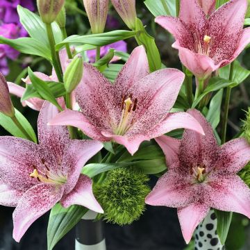 Lilium Sweet Sugar - Trompetlelie