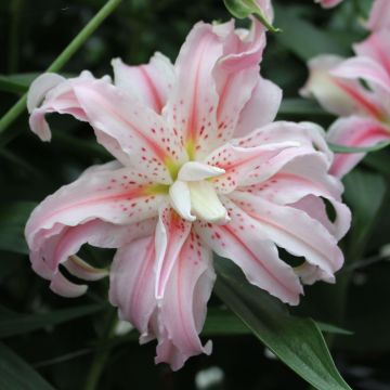 Lilium Broken Heart - Aziatische Lelie