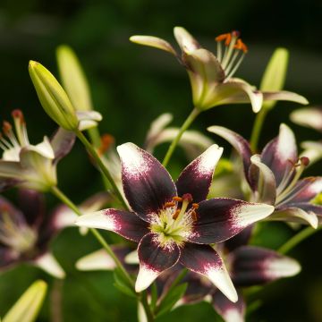 Lilium Nettys Pride - Aziatische Lelie