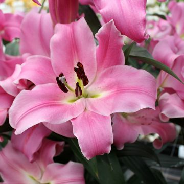 Lilium Bastogne - Oriëntaalse lelie