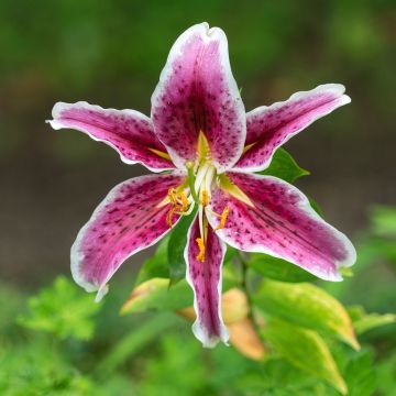 Lilium speciosum rubrum Uchida - Japanse lelie