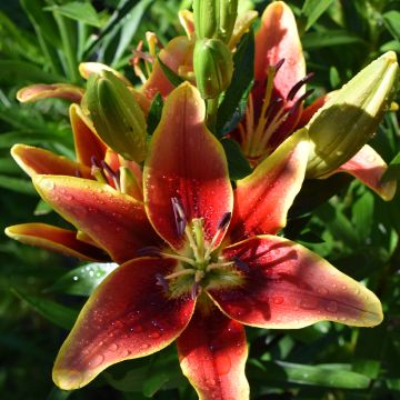 Lilium Avalon Sunset - Aziatische lelie