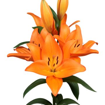 Lilium longiflorum Barolo - Trompetlelie