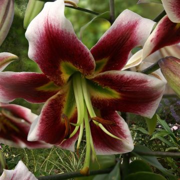 Lilium Leslie Woodriff - Oriëntaalse lelie