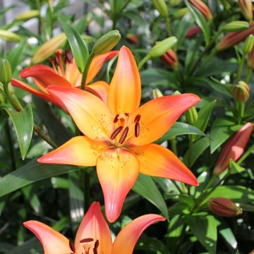 Lilium  Royal Sunset - Trompetlelie