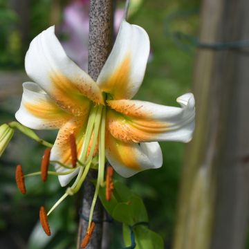 Lilium Lady Alice - Lelie