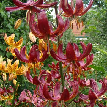 Lilium martagon P320 JW10 - Turkse lelie