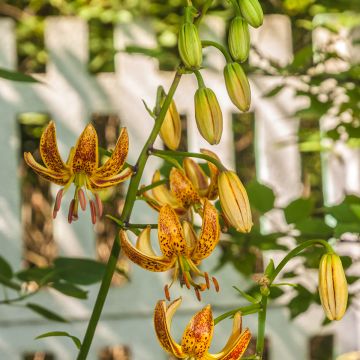 Lilium martagon Peppard Gold - Turkse lelie