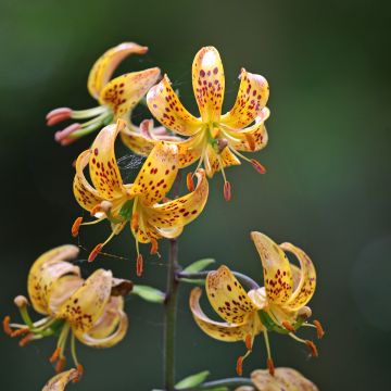 Lilium martagon Sunny Morning - Turkse lelie