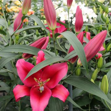 Lilium Red Desire - Oriëntaalse lelie