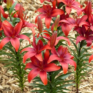 Lilium Crimson Pixie - Aziatische Lelie