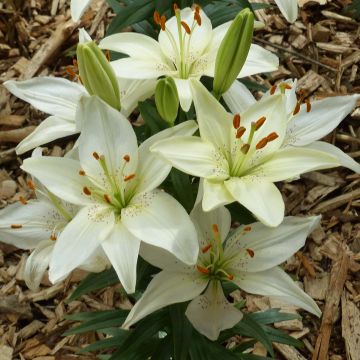 Lilium Ivory Pixie - Oriëntaalse lelie