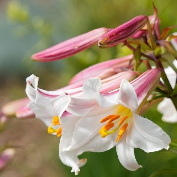 Lilium regale - Koningslelie