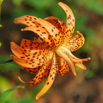 Lilium lancifolium Flore Pleno - Tijgerlelie