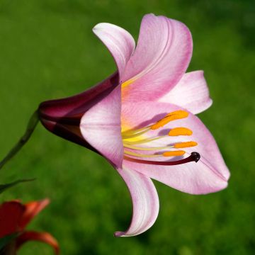 Lilium Pink Perfection - Aziatische Lelie