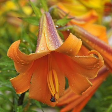 Lilium African Queen - Trompetlelie