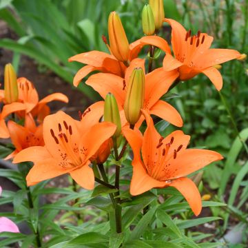 Lilium Tresor - Aziatische Lelie
