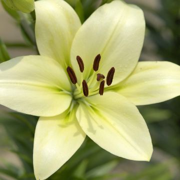 Lilium Trebbiano Gerrit Zalm