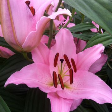 Lilium oriental Mistero - Oriëntaalse lelie