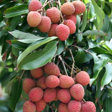 Lychee Kwai May Pink - Litchi chinensis