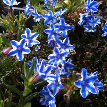 Lithodora diffusa Star - Steenzaad
