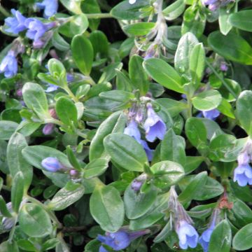 Lithodora oleifolia - Steenzaad