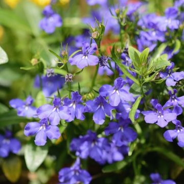 Lobelia Anabel Blue - Hanglobelia