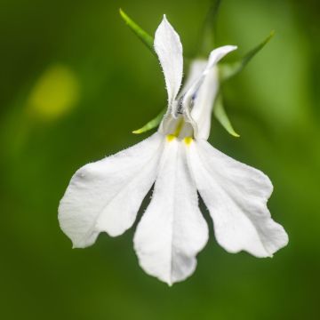 Lobelia Anabel Snow White - Hanglobelia