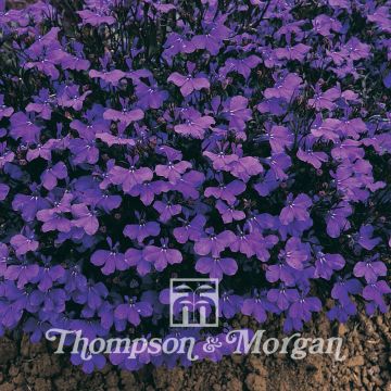 Lobelia erinus Crystal Palace (zaad) - Hanglobelia