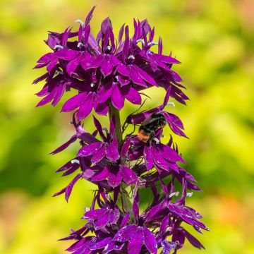 Lobelia gerardii Vedrariensis - Prachtlobelia