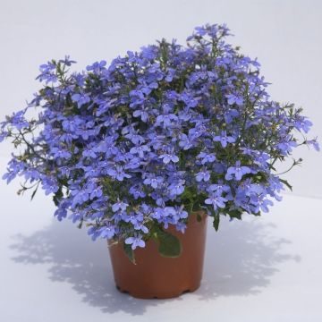 Lobelia Hot Water Blue - Hanglobelia