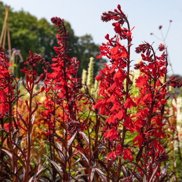 Lobelia speciosa Dark Crusader - Scharlaken lobelia