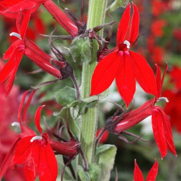 Lobelia speciosa Fan Tiefrot - Scharlaken lobelia