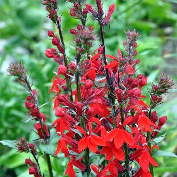Lobelia speciosa Kompliment Tiefrot - Scharlaken lobelia