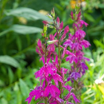 Lobelia speciosa Tania - Scharlaken lobelia