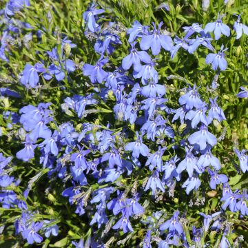 Lobelia erinus Cambridge Blue (zaad) - Hanglobelia