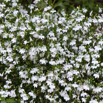 Lobelia erinus White Lady (zaad) - Hanglobelia