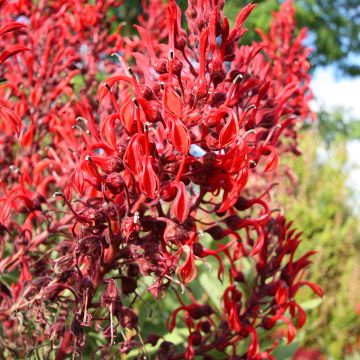 Lobelia tupa (zaad) - Lobelia