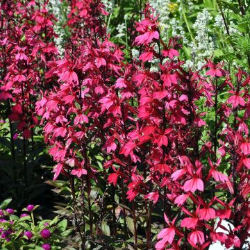 Lobelia speciosa Russian Princess - Scharlaken lobelia
