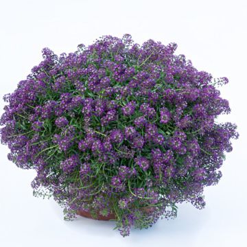 Lobularia maritima Princess in Purple - Zilverschildzaad