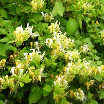 Lonicera japonica Hall's Prolific - Japanse kamperfoelie