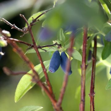 Lonicera caerulea Boreal Beauty - Honingbes Lonicera caerulea Boreal Beauty - Honingbes