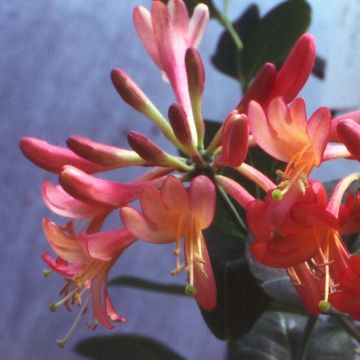 Lonicera Celestial - Kamperfoelie