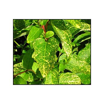 Lonicera japonica Aureoreticulata - Japanse kamperfoelie